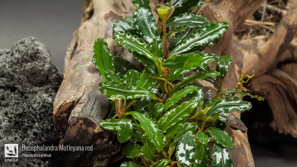 Bucephalandra Motleyana red