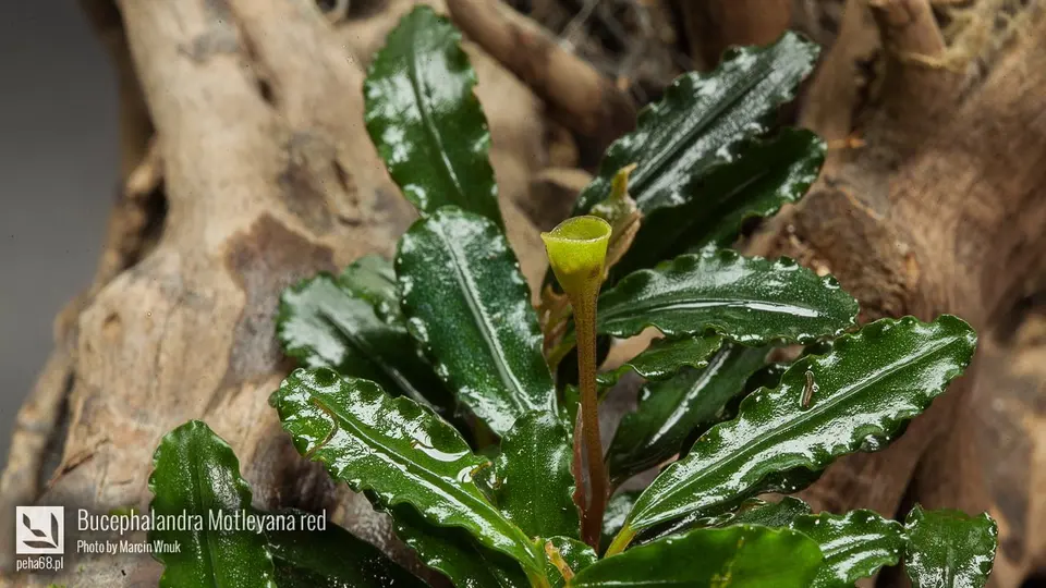 Bucephalandra Motleyana red