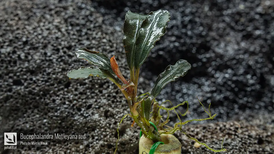 Bucephalandra Motleyana red