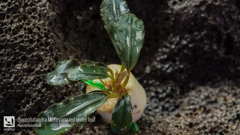 Bucephalandra Motleyana red under leaf 001