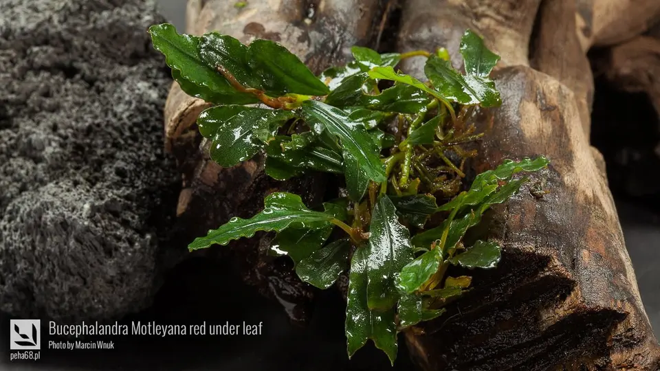 Bucephalandra Motleyana red under leaf