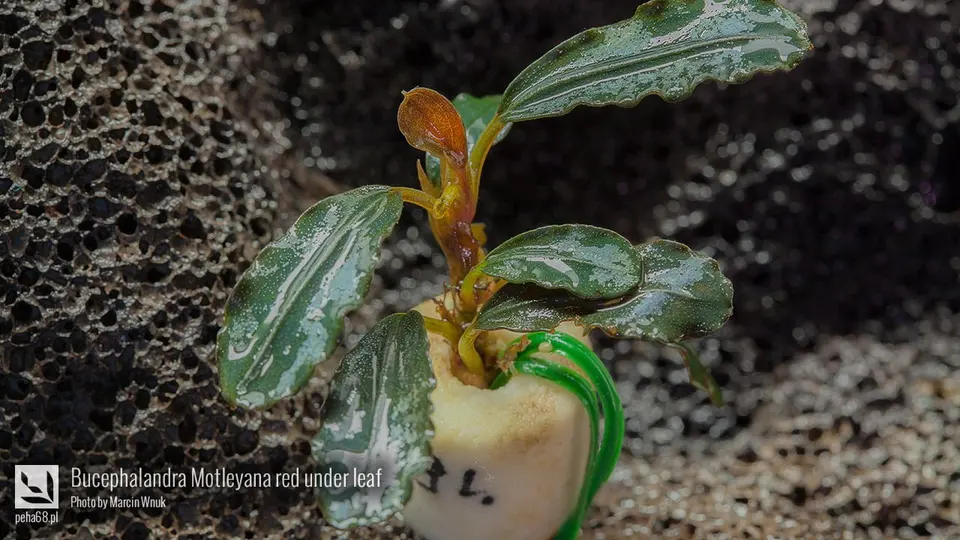 Bucephalandra Motleyana red under leaf