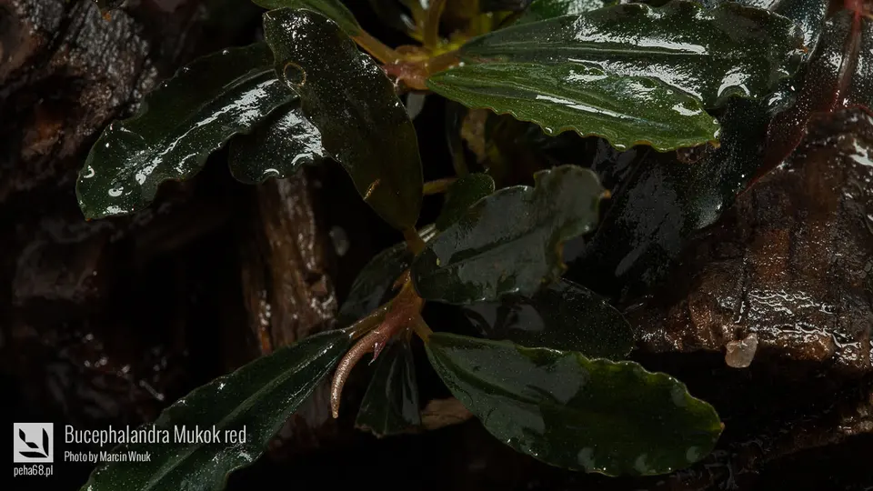 Bucephalandra Mukok red