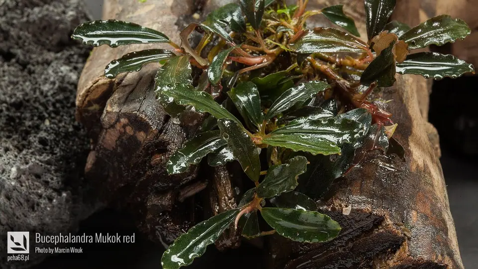 Bucephalandra Mukok red