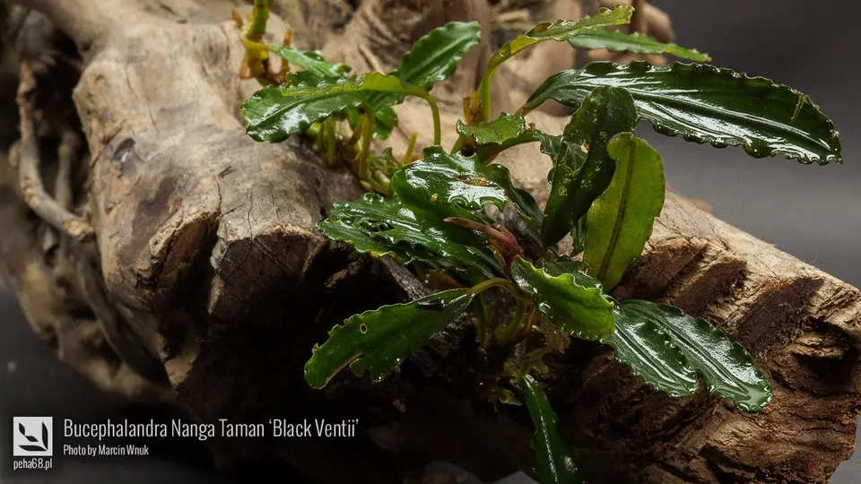 Bucephalandra Nanga Taman 'Black Ventii'
