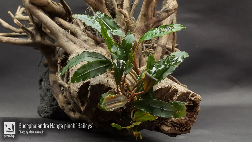 Bucephalandra Nanga pinoh Baileys