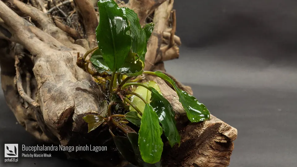 Bucephalandra Nanga pinoh 'Lagoon'