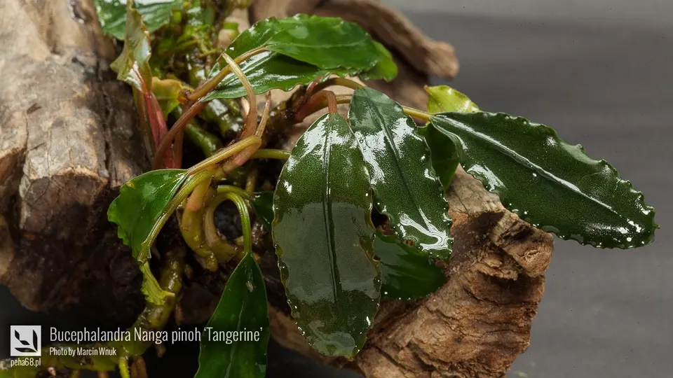 Bucephalandra Nanga pinoh 'Tangerine'