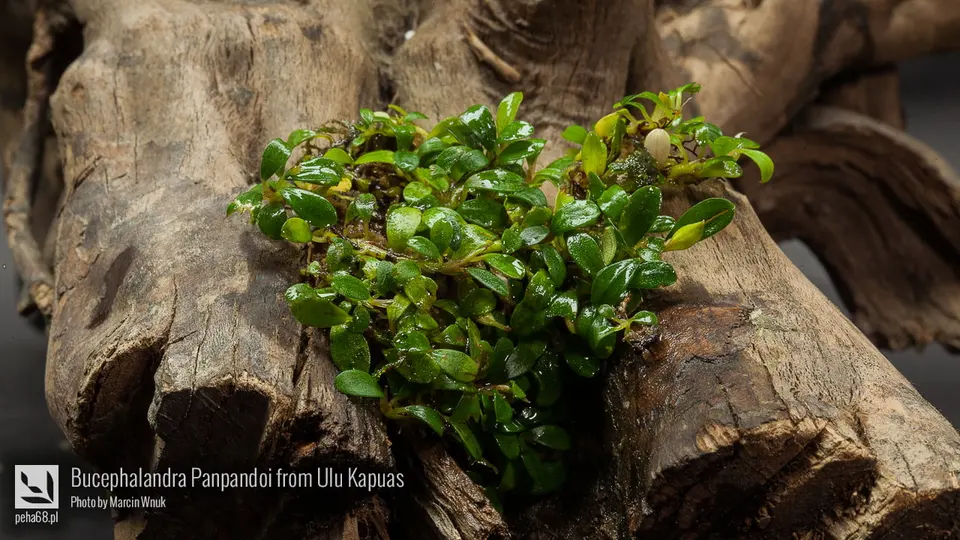 Bucephalandra sp. 'Panpandoi from Ulu Kapuas'