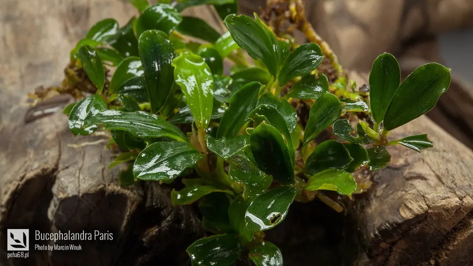 Bucephalandra Paris