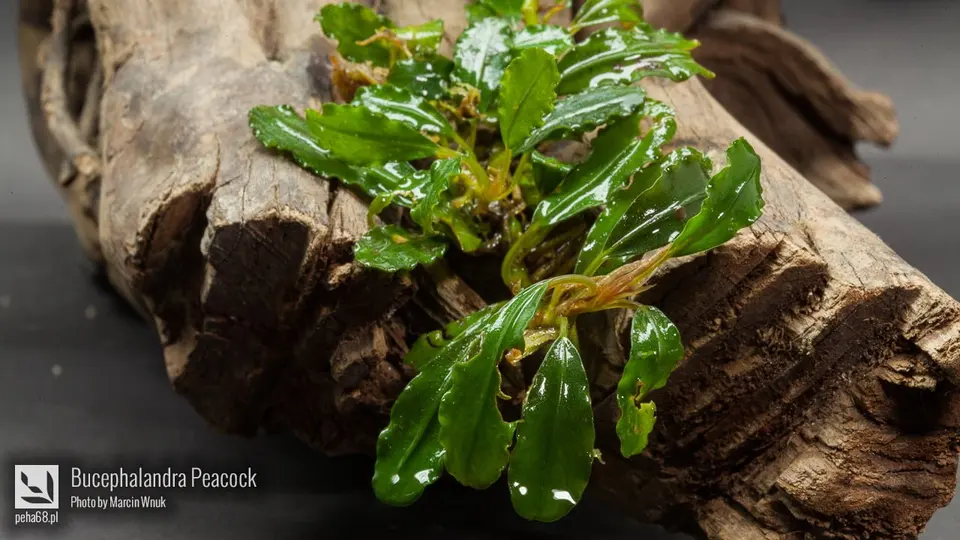 Bucephalandra Peacock