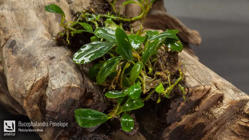 Bucephalandra Penelope