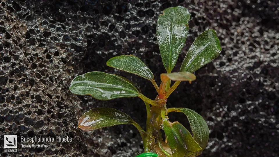 Bucephalandra Phoebe 001