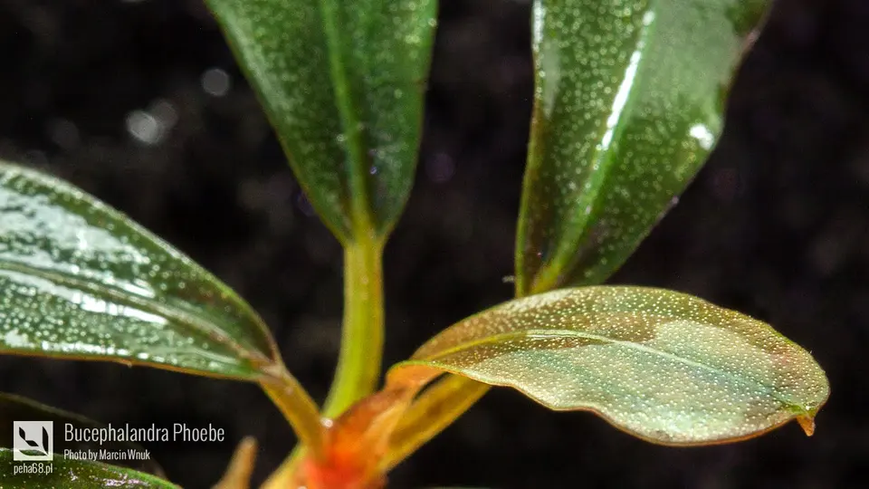 Bucephalandra Phoebe 002