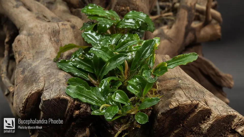 Bucephalandra Phoebe