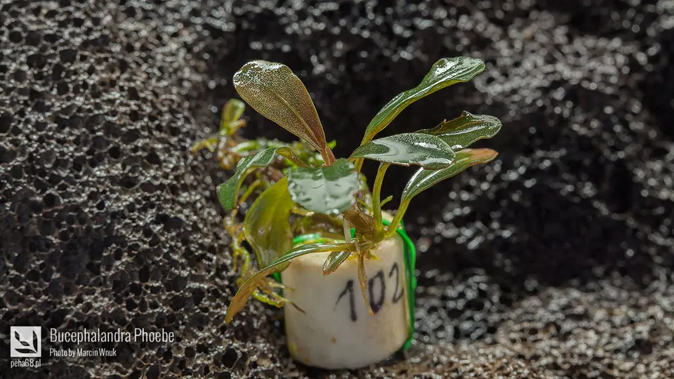 Bucephalandra Phoebe