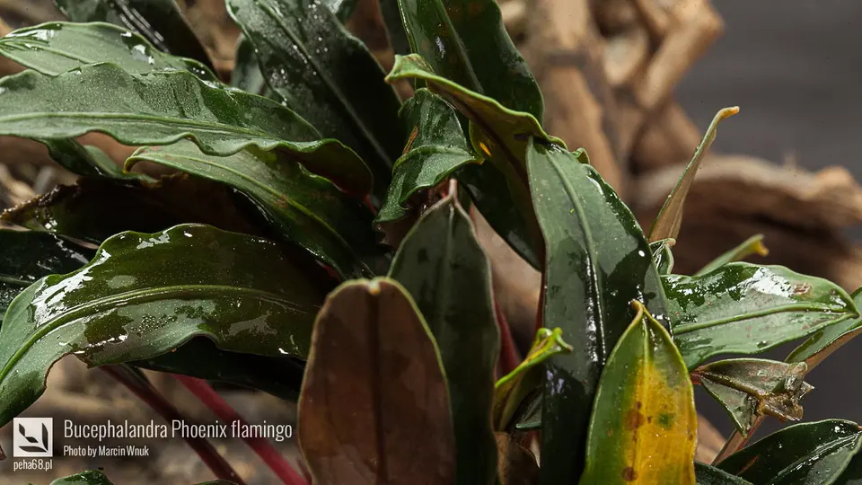 Bucephalandra Phoenix flamingo