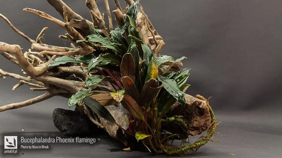 Bucephalandra Phoenix flamingo