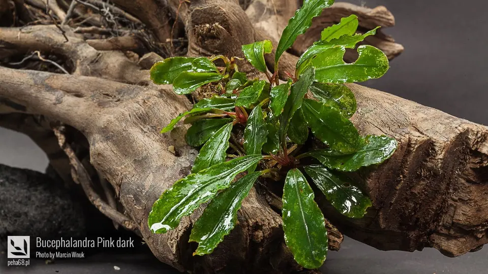Bucephalandra Pink dark