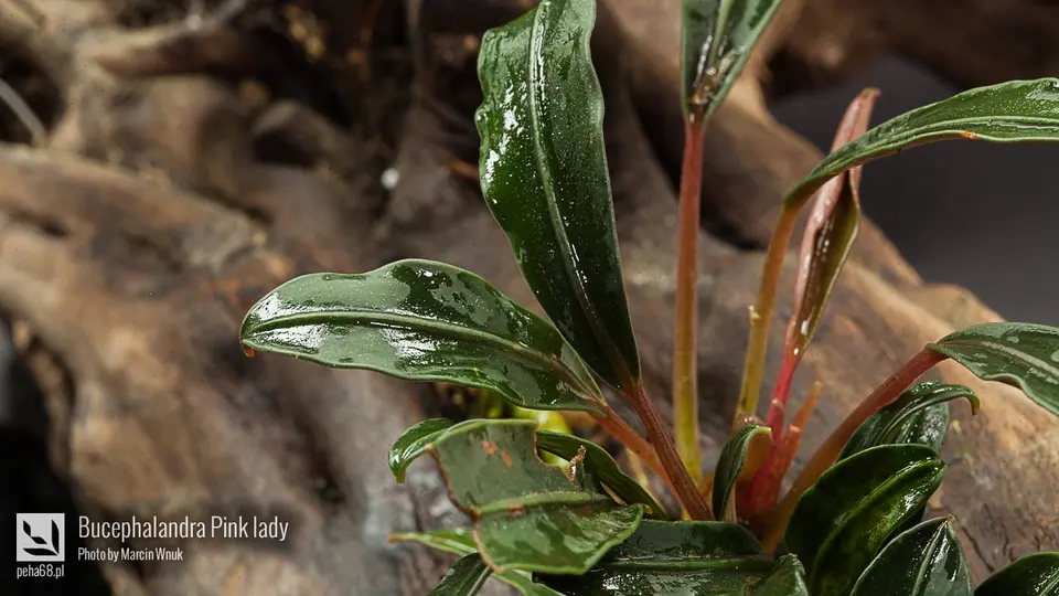 Bucephalandra Pink lady