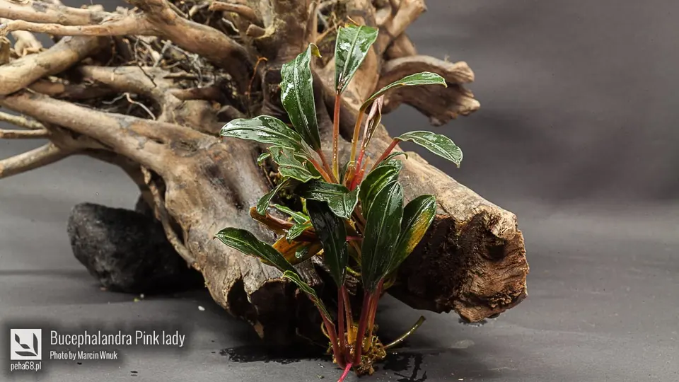 Bucephalandra sp. 'Pink lady'