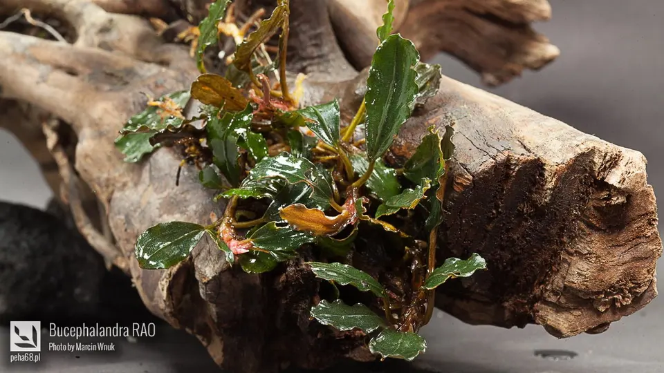 Bucephalandra RAO