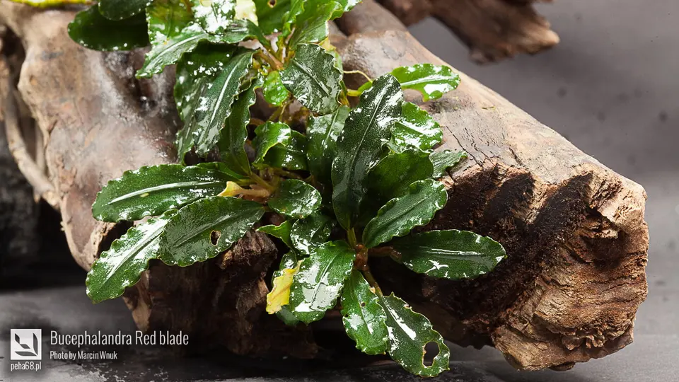 Bucephalandra Red blade