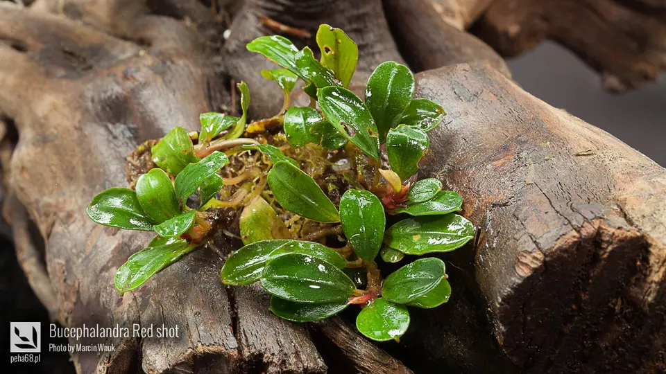 Bucephalandra Red shot