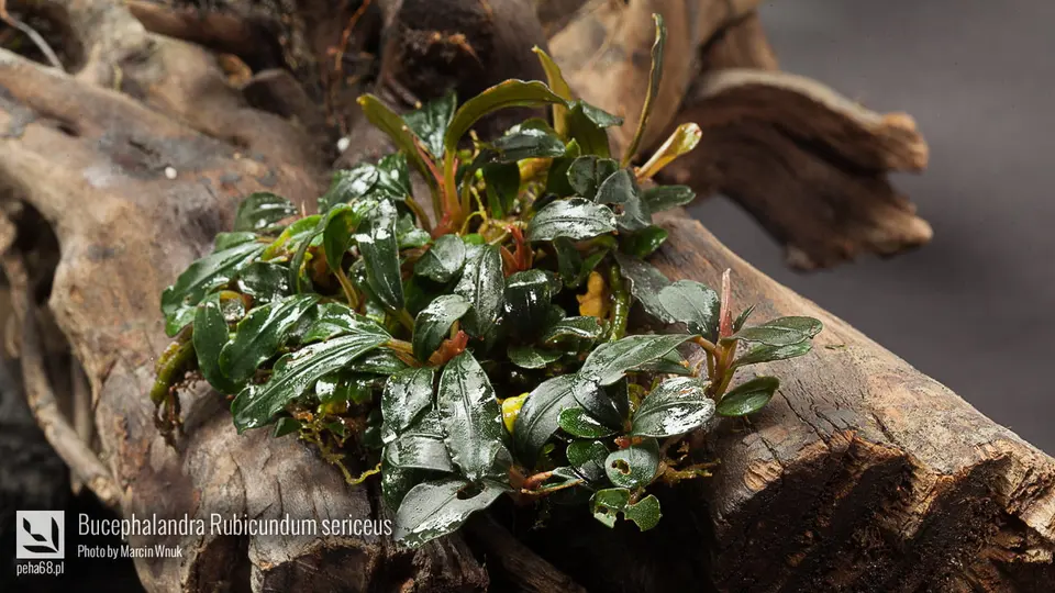 Bucephalandra Rubicundum sericeus