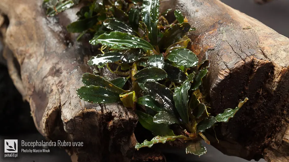 Bucephalandra Rubro uvae