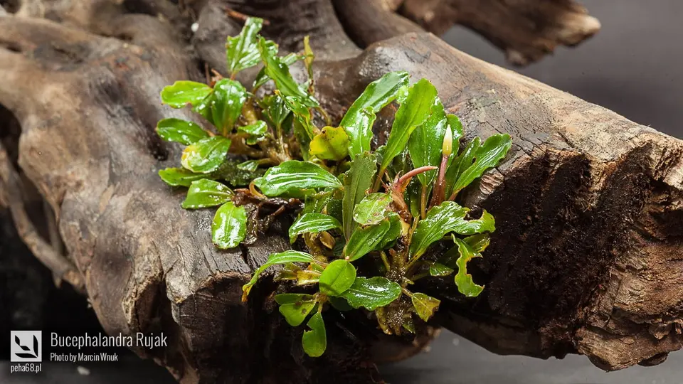 Bucephalandra Rujak