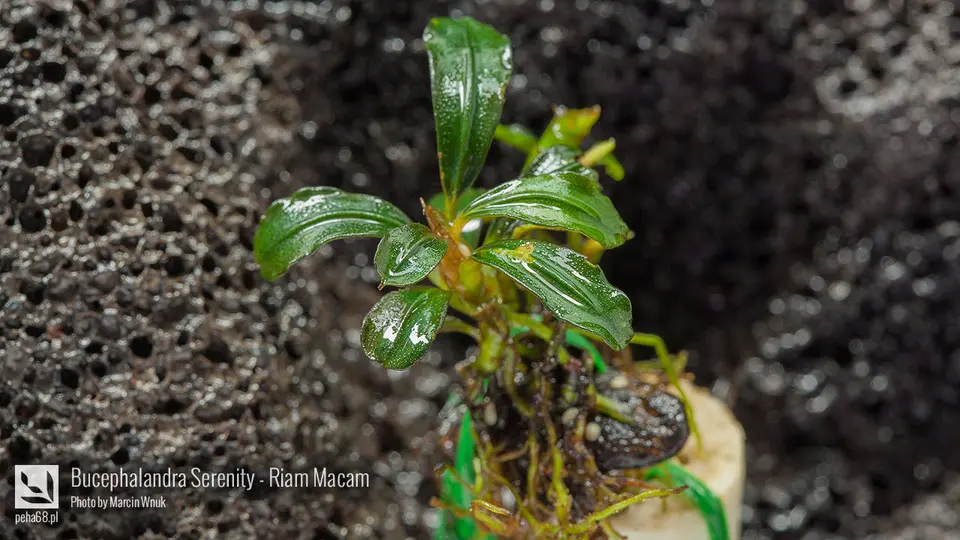 Bucephalandra sp. 'Serenity - Riam Macam'
