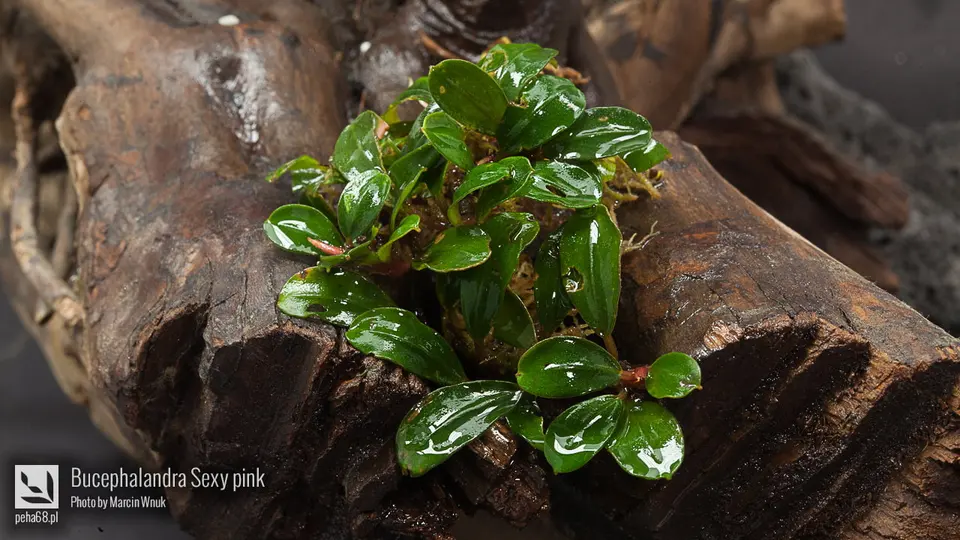 Bucephalandra Sexy pink