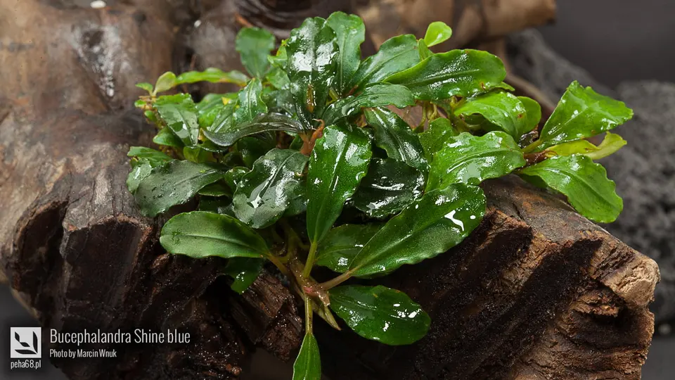 Bucephalandra Shine blue