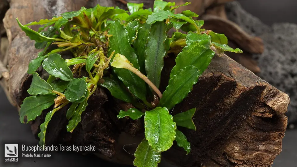 Bucephalandra Teras layercake
