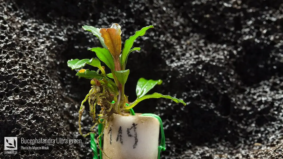 Bucephalandra Ultra green 001