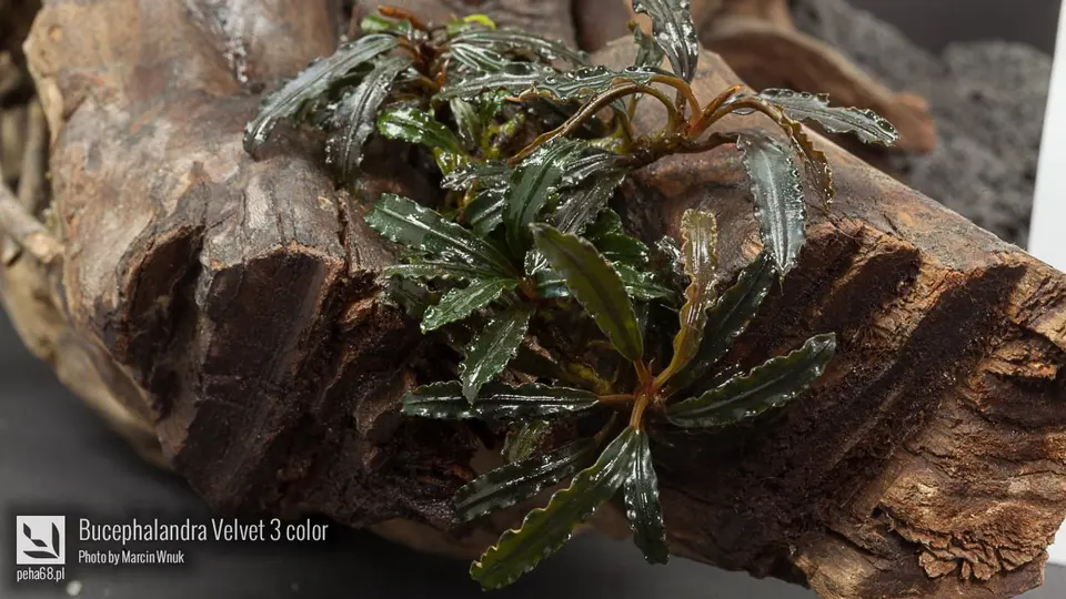 Bucephalandra Velvet 3 color