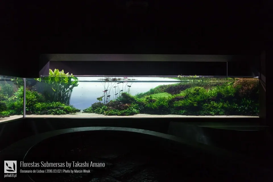 Forest Underwater by Takashi Amano (Florestas Submersas)