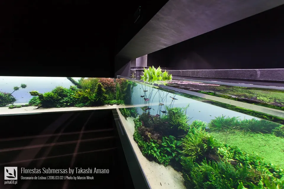 Forest Underwater by Takashi Amano (Florestas Submersas)