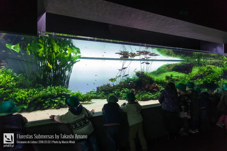 Forest Underwater by Takashi Amano (Florestas Submersas)