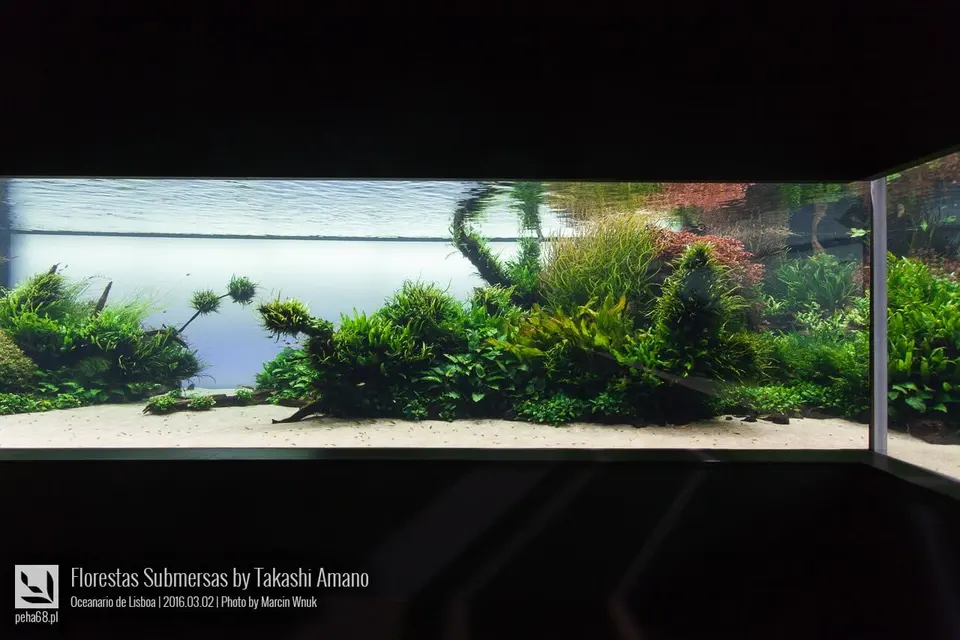 Forest Underwater by Takashi Amano (Florestas Submersas)