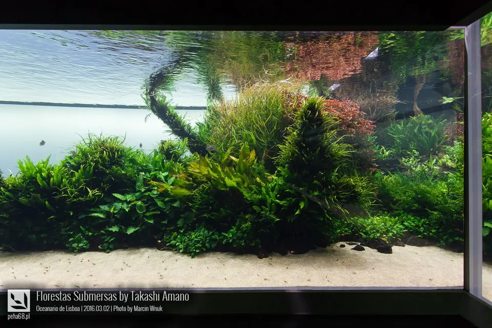 Florestas Submersas by Takashi Amano