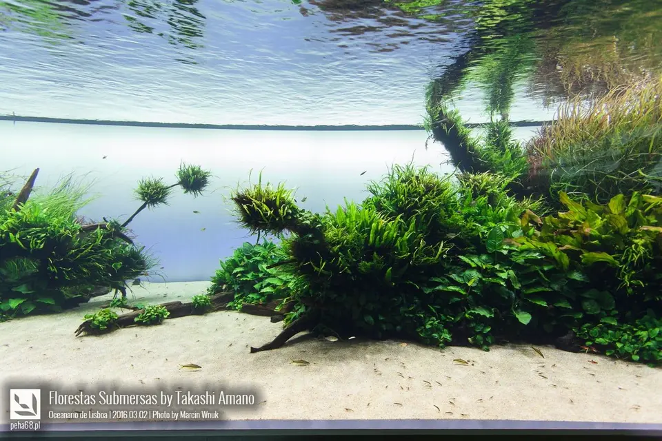 Forest Underwater by Takashi Amano (Florestas Submersas)
