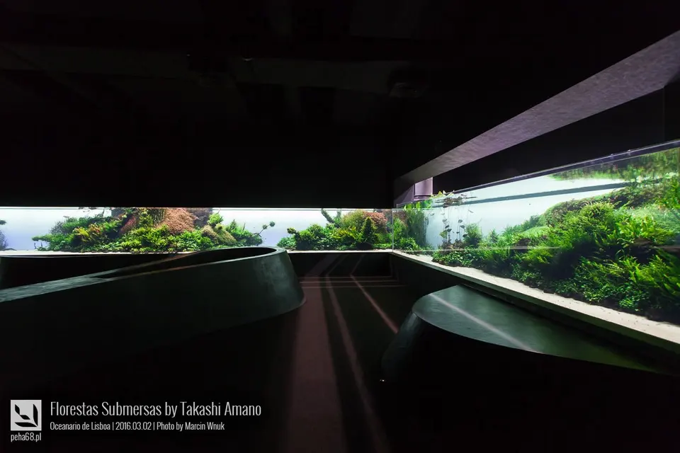 Forest Underwater by Takashi Amano (Florestas Submersas)