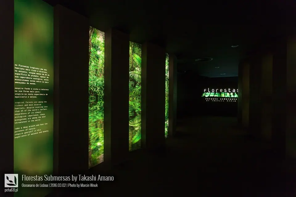 Forest Underwater by Takashi Amano (Florestas Submersas)