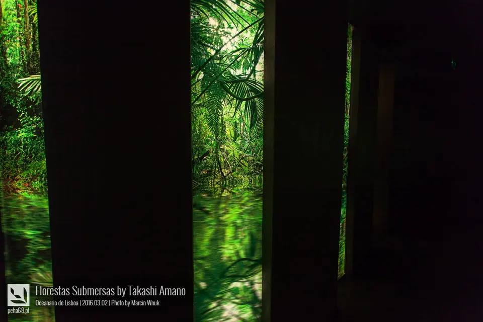 Forest Underwater by Takashi Amano (Florestas Submersas)