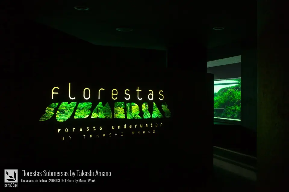 Forest Underwater by Takashi Amano (Florestas Submersas)