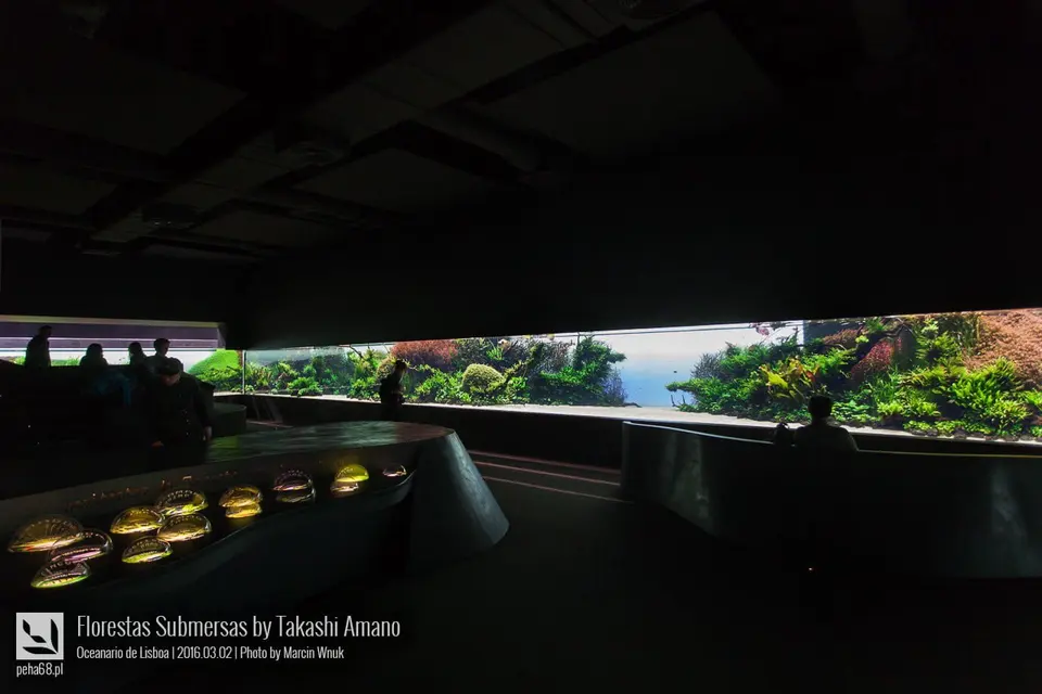 Forest Underwater by Takashi Amano (Florestas Submersas)