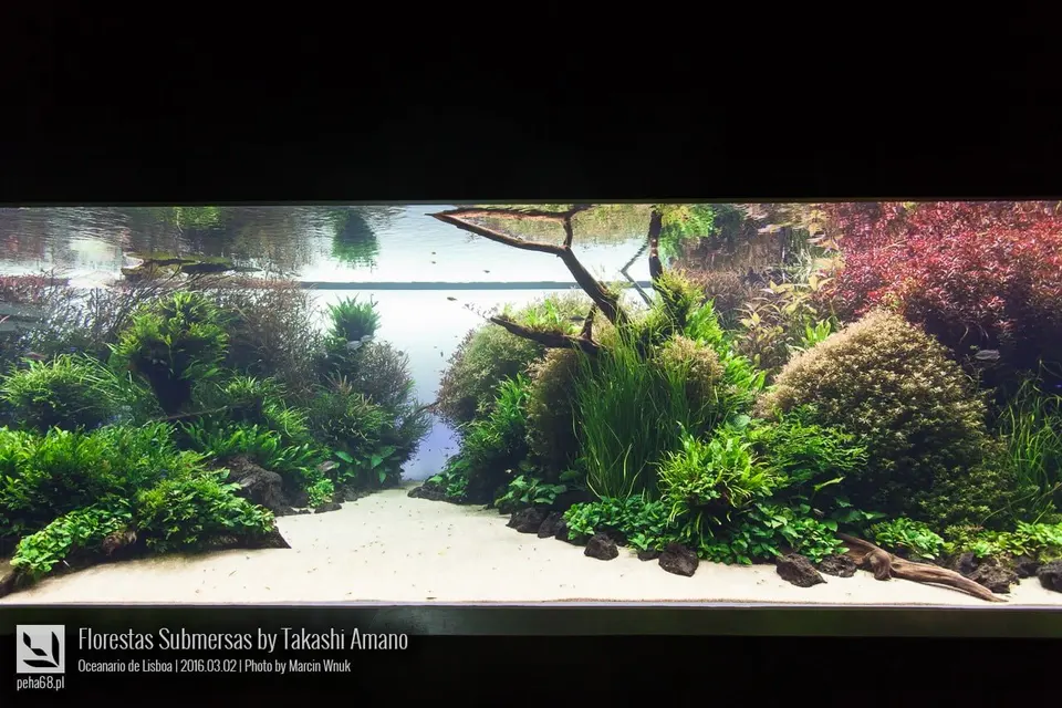 Forest Underwater by Takashi Amano (Florestas Submersas)