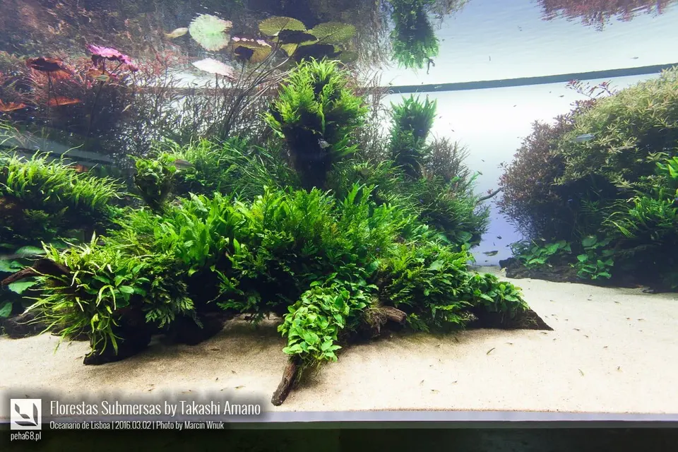 Forest Underwater by Takashi Amano (Florestas Submersas)